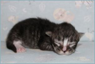 Male Siberian Kitten from Deedlebug Siberians